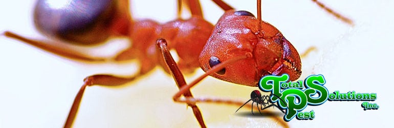 ant