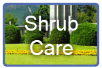 shrub