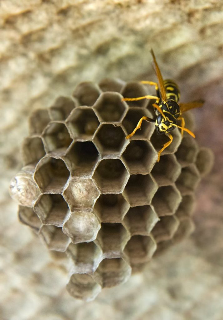 Wasp Swarms - Total Pest Solutions