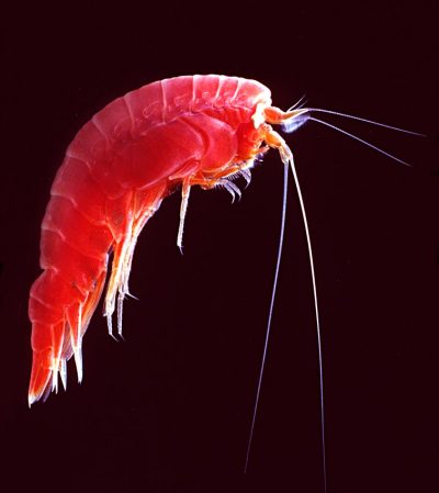 Pest Library Entry #1: Amphipods - Welcome to Total Pest Solutions Inc.