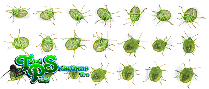 What are These Bright Green Bugs? - Welcome to Total Pest