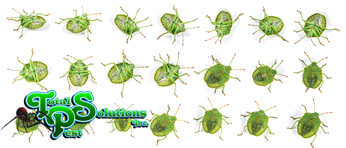 Little shop green bugs