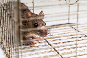 Close up of anxious rat trapped and caught in metal cage Bartow FL