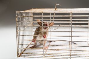 Close up of anxious rat trapped and caught in metal cage Haines City FL