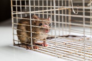 Close up of anxious rat trapped and caught in metal cage Lakeland