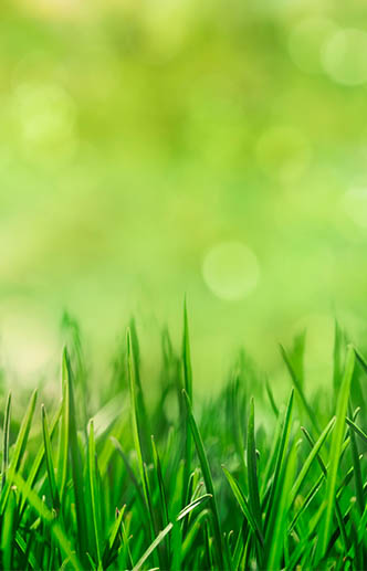 lawn care and fertilization