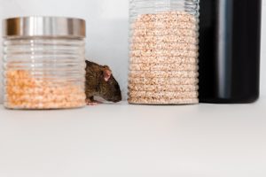 selective focus of small rat near jars with uncooked peas and barley on table Polk City FL