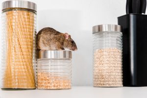 selective focus of small rat on jar with peas near barley and pasta in Auberdale, FL
