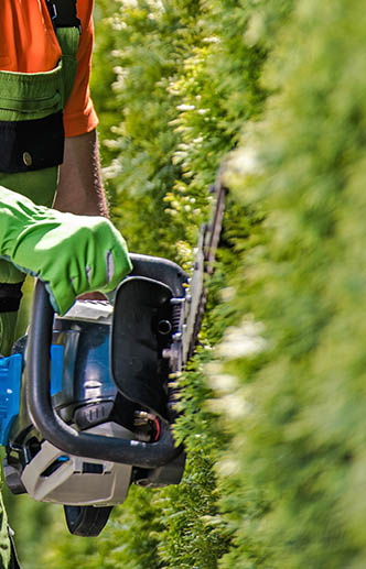 shrub care