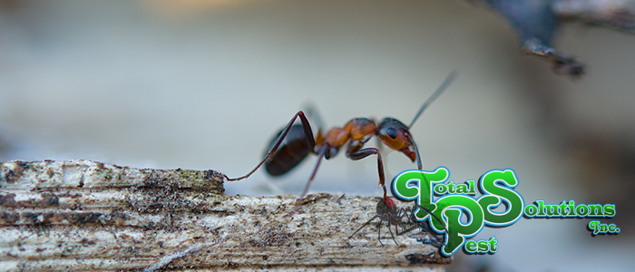 Common Florida Ants