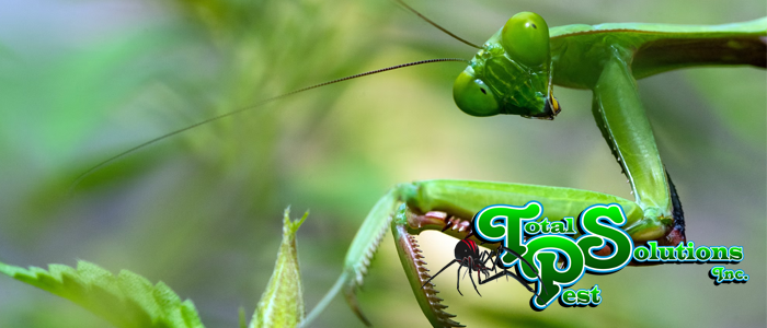 big bugs in Florida
