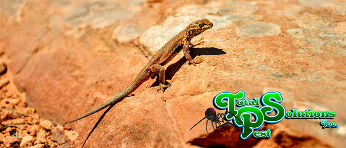 get rid of house lizards without