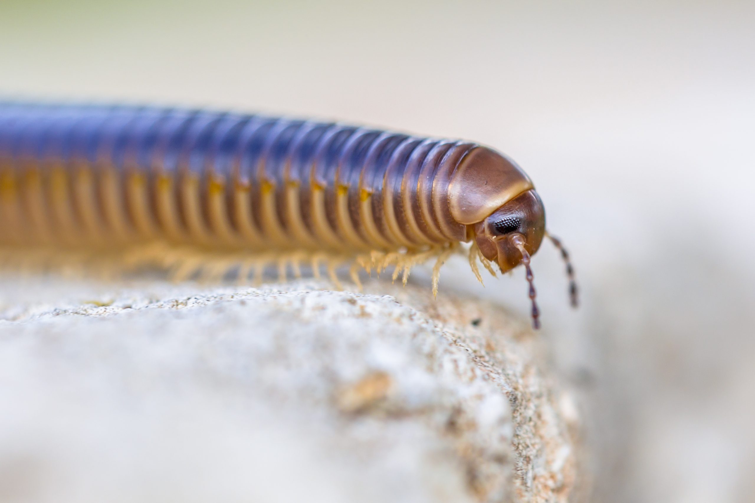 Millipede head close up with blurred background